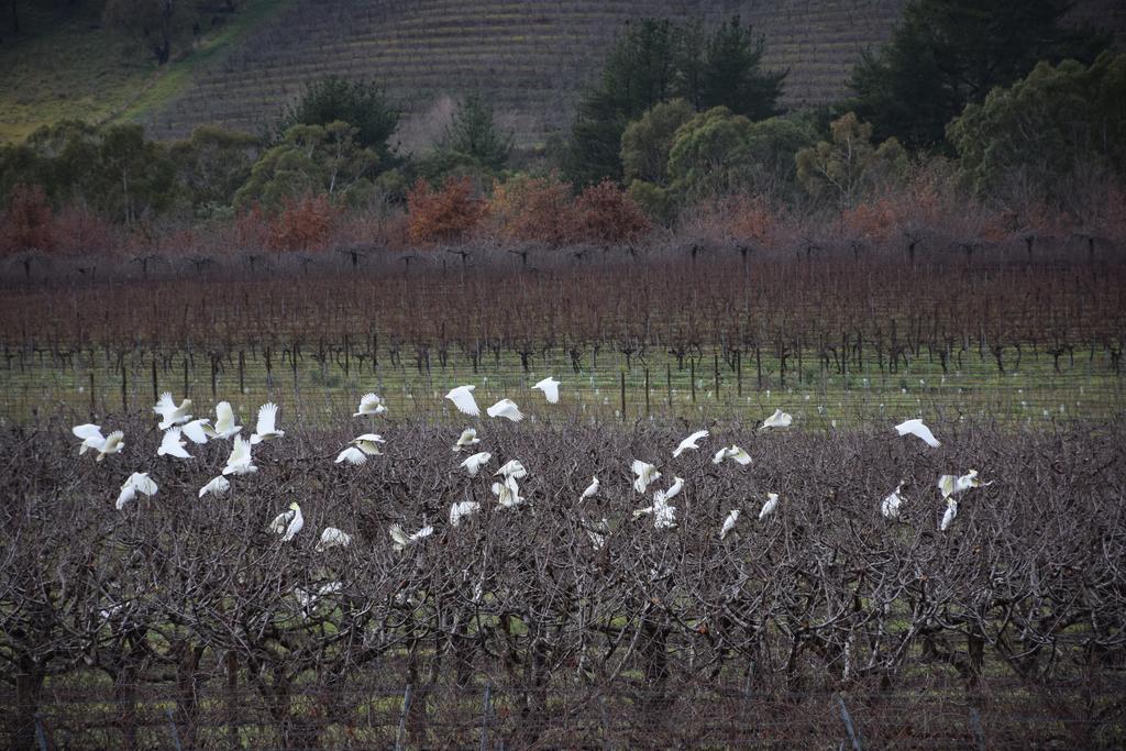 מלון אורנג' Borrodell Vineyard מראה חיצוני תמונה