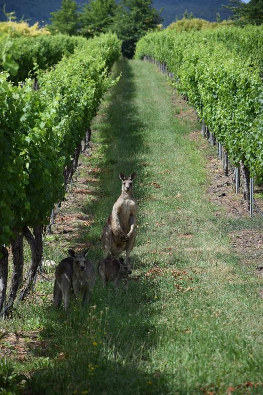 מלון אורנג' Borrodell Vineyard מראה חיצוני תמונה